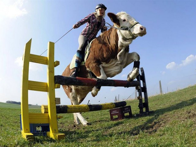 Статьи о коровах в Городище | ЗооТом портал о животных